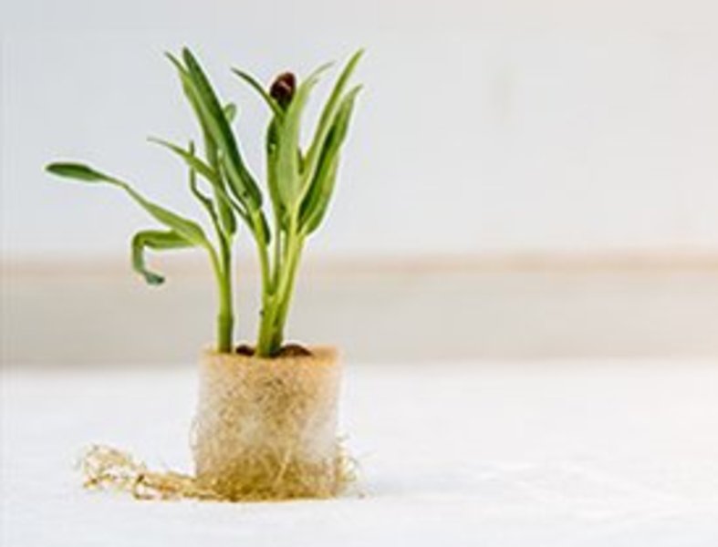 Hydroworxx Hydroponic Growing
